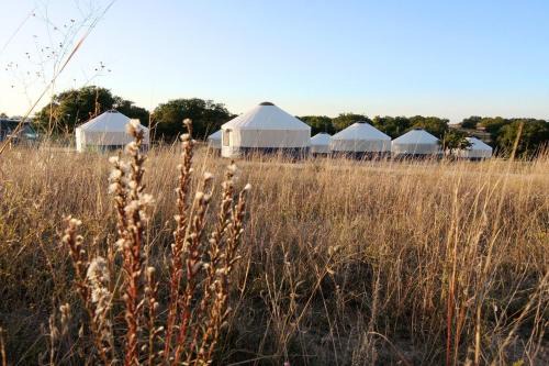 Johnson City Other | Johnny Yurts - The Lavender
