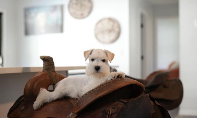 St. Augustine House | Discover Fun at Jump Right IN: Pet-Friendly Pool Retreat