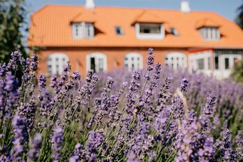 Praesto Bed & Breakfast | Enchanting Jungshoved Præstegård B&B with Ocean Views