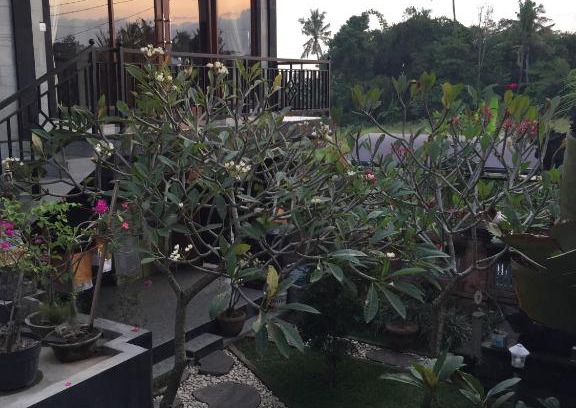 Ubud City-Centre House | Unbeatable Kamol House Ubud: Pool, Breakfast & Family-Friendly