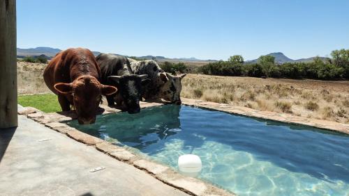 Inxuba Yethemba House | Unforgettable Karoo Ridge Eco-Lodges: Family & Pet-Friendly Stay