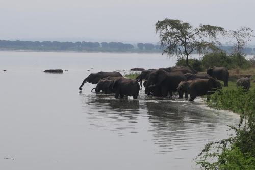 Kasese Cabin | Discover Kasenyi Lake Retreat & Campsite: Pet-Friendly Escape