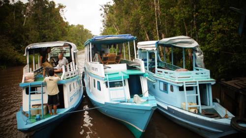 Kumai Boat Rental | Discover Kelotok Orangutan Tanjung Puting: Family-Friendly Stay