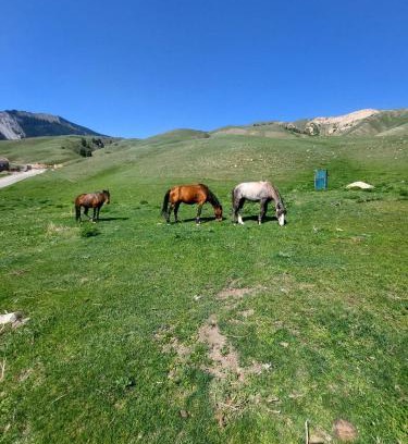 Saty Other | Kolsay