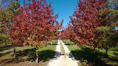 Tamahere Bed & Breakfast | Korbaylen Estate: 4-Star Stay with Kitchen & Accessibility