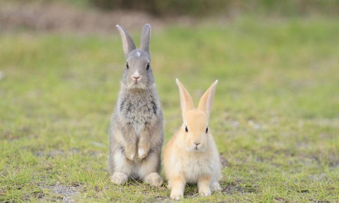 Okunoshima Island Hotel | Experience Kyukamura Ohkunoshima: Oceanfront Bliss Awaits