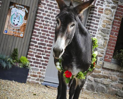 Ovifat House | Discover L'anerie de Sourbrodt: Pet-Friendly Retreat
