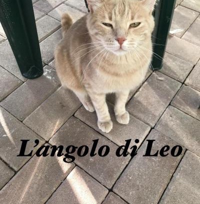 Borgofranco d'Ivrea Apartment | Discover L'Angolo di Leo: Family & Pet-Friendly Stay