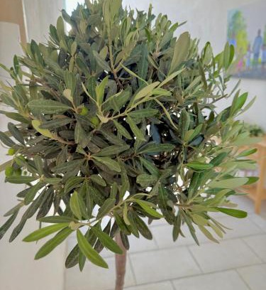 Torre Santa Susanna Bed & Breakfast | La dimora degli ulivi