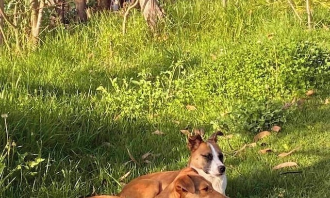 Firavitoba Cottage | La Divina Casa Buganviles