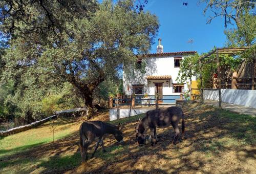 Jabugo House | Discover La Encina Casa Rural: Family & Pet Friendly Retreat