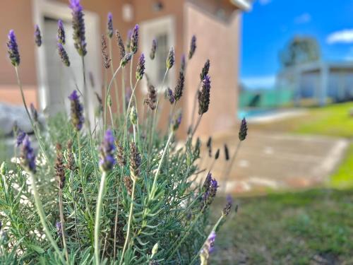 Tandil Apartment | Top-Rated La Terracita de Tandil: Oceanfront Oasis