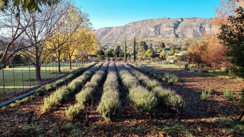 Barrydale House | Budget-Friendly Retreat at Lavendale on Laing for Families
