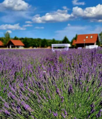 Ustka House | Discover Lawendowy Zakątek Machowino: Family-Friendly Stay