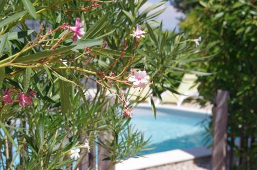 Bourg-Saint-Andeol Bed & Breakfast | Experience Le Grand Cèdre: 9.5/10 Stay with Pool & Views