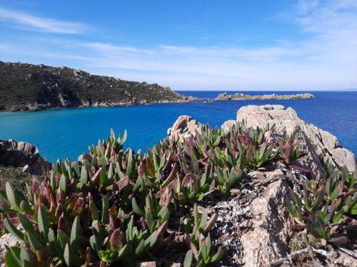 Ruoni Apartment | Discover Le Villette di Ruoni: Pet-Friendly Oceanfront Retreat