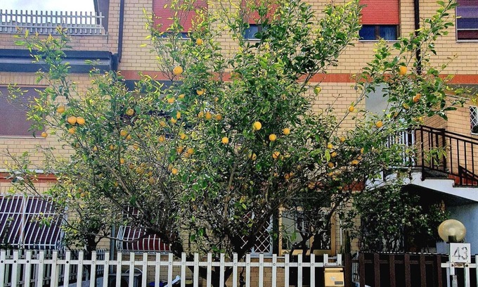 Ostia Antica Apartment | Pet-Friendly Lemon Tree House with Spa and Breakfast