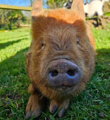Gouezec House | Experience Nature at Les Gites de Koatephani with Animals