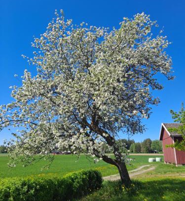 Ypaja House | Pet-Friendly Levomäki Farm Cottages with High Ratings