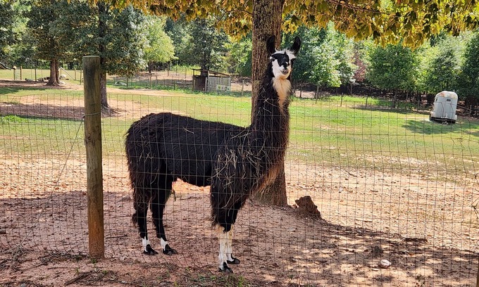Villa Rica RV Rental | Serene Llama Retreat - Unique Wall Tent in Nature's Embrace