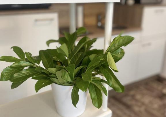 Leoben Apartment | Budget-Friendly Comfort at Göss: Family and Accessible Stays