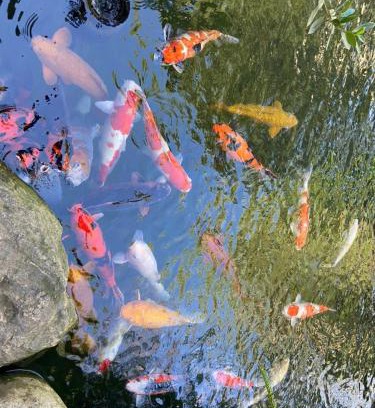 Phuoc Tan Resort | Discover Lucky Star Resort: Family-Friendly with Pool Access