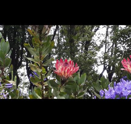 Ixopo House | Budget-Friendly Escape at Mac Nicol's Farm House B&B