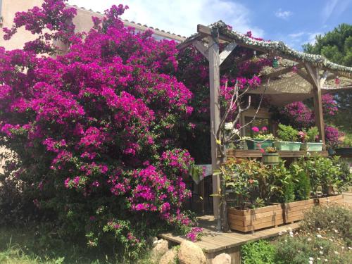 Monacia-d'Aullene House | Inviting B&B Macchia Verdata with Pool and Ocean Views