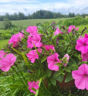 Kraslava Municipality House | Pet-Friendly Getaway at Marija with Top Guest Ratings