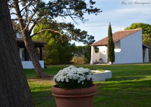 Saintes-Maries-de-la-Mer Hotel | Discover MAS MLS: Pet-Friendly Haven with High Guest Ratings