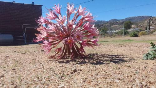 Kamieskroon Apartment | Family-Friendly Megs Accommodation for Your Next Getaway