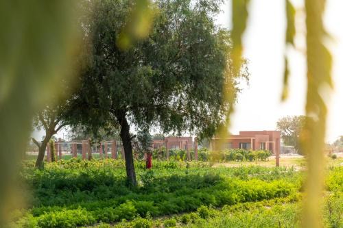 Barli Hotel | Mharo Khet Jodhpur
