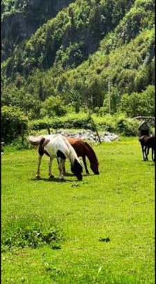 Theth House | Family-Friendly Mikel Center Theth Guesthouse with Great Reviews