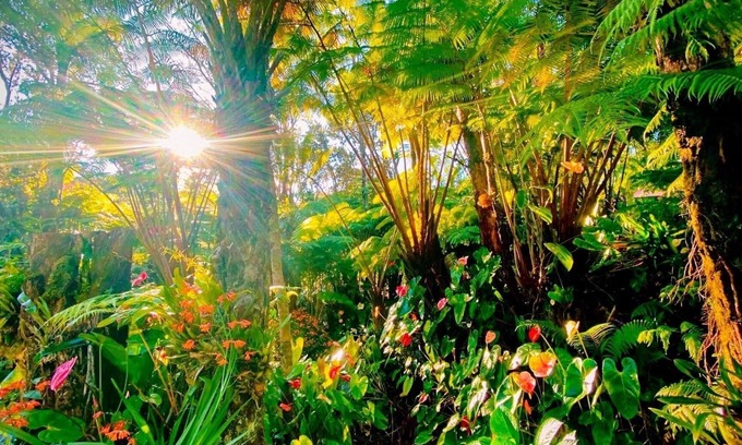 Volcano Cottage | Serene Getaway near Hawai’i Volcano National Park