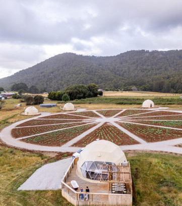 Penguin Other | Mount Gnomon Farm