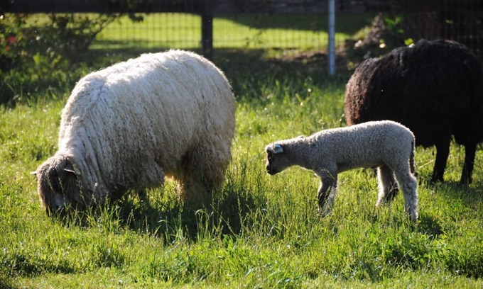 Temecula Cottage | Discover Namaste Farms: A Unique Sheep Farm Getaway