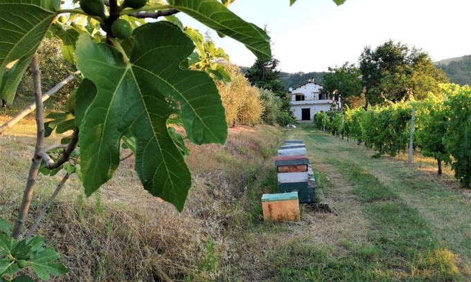 Pieve Salutare Bed & Breakfast | Discover Naturaliterre BnB - Microfattoria, Pet-Friendly Stay