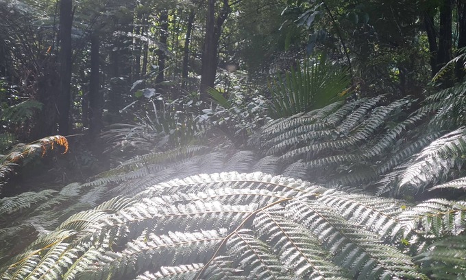 Amodeo Bay House | Nature at its very best park like lawn, stuning stream, fire pit pet friendly!