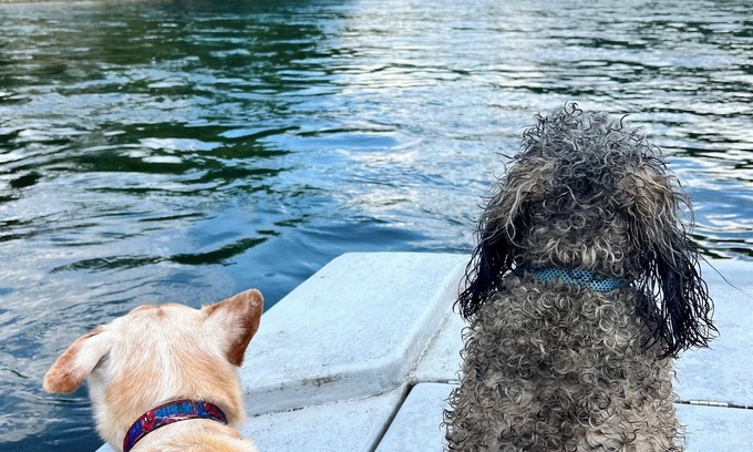 Flippin Cabin | Scenic Retreat by Crooked Creek: Pet-Friendly Oasis