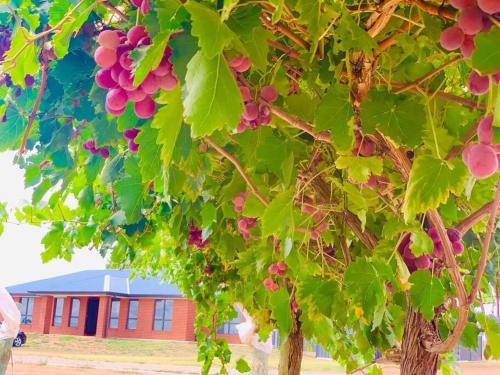 Merbein South House | Family-Friendly Retreat at Nevid Home - Pet Friendly Stay