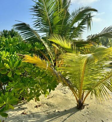 Maamigili House | Family-Friendly Oi Beach with Guest Rating of 9.8/10