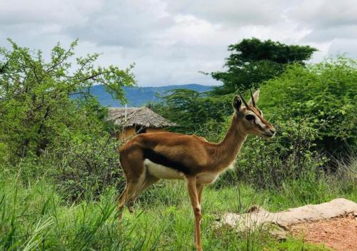 Kajiado County Other | Delightful Oldonyo Orok Lodge - Pool, Breakfast & More!
