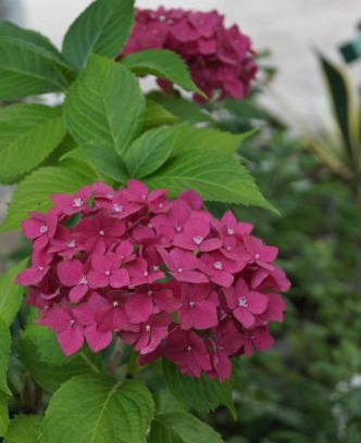 Mtsvane Kontskhi House | Highly Rated Olesya Guesthouse with Family-Friendly Amenities