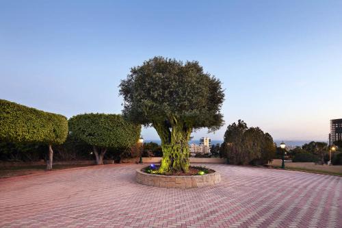 Agios Tychon Apartment | Olive Tree Apartments