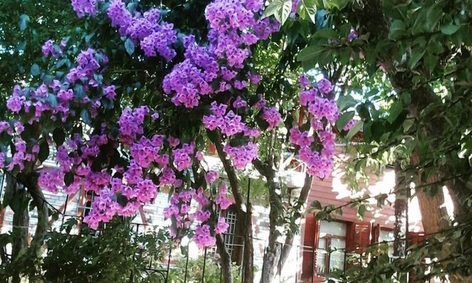 Adalar House | Discover Orhan Kutbay'in Evi: Family-Friendly Stay & Cafe