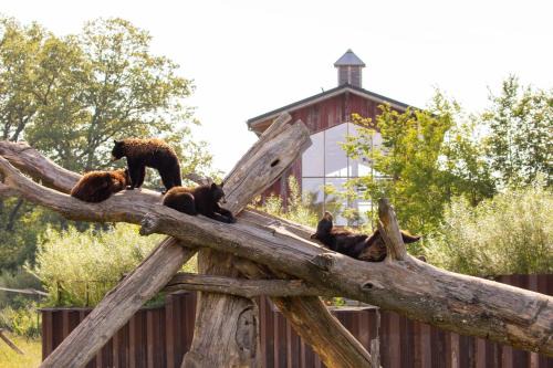 Rhodes Hotel | Discover Parc Animalier de Sainte-Croix: Family-Friendly Stays