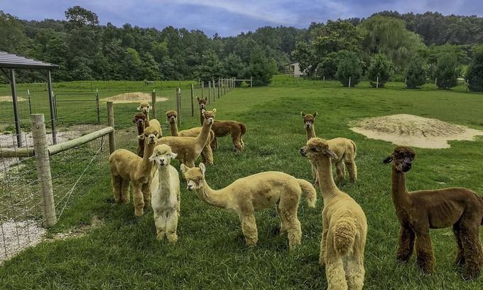 Taswell House | Experience Patoka Lake Alpaca Farmstay - Pet and Child Friendly