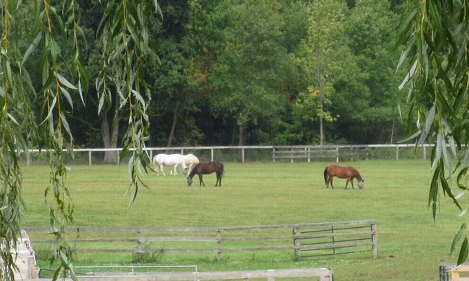 Adjala-Tosorontio House | Relaxing Retreat on Horse Farm - Pet Friendly & Spa Access