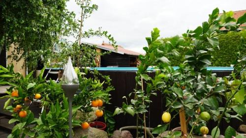 Lindenberg Apartment | Discover Pension Limone: Family-Friendly with Pool Access