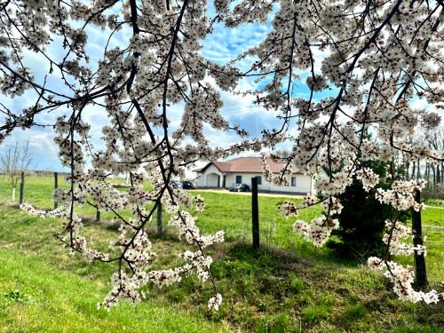 Cefa House | Pensiune Agroturistică RAY